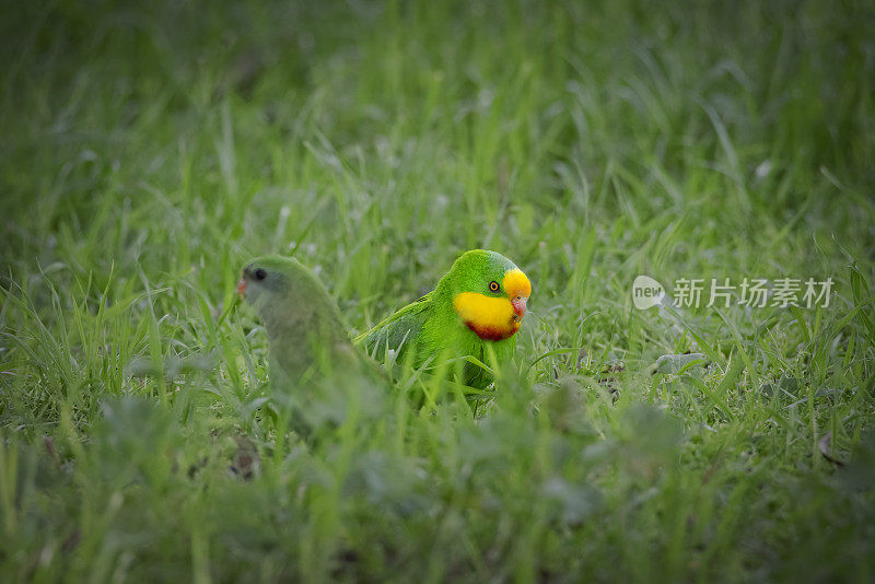 雄性超级鹦鹉(Polytelis swainsonii)